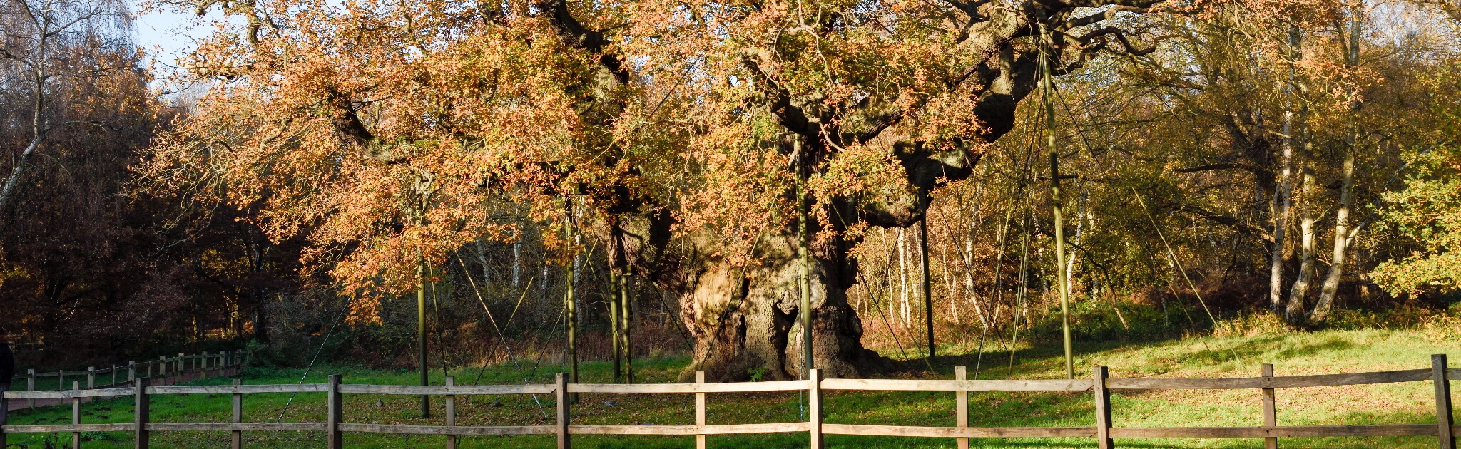 Tree in Nottingham park